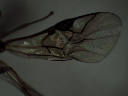 Chelonus sp.